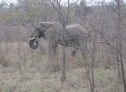 safari Krugerpark - olifant
